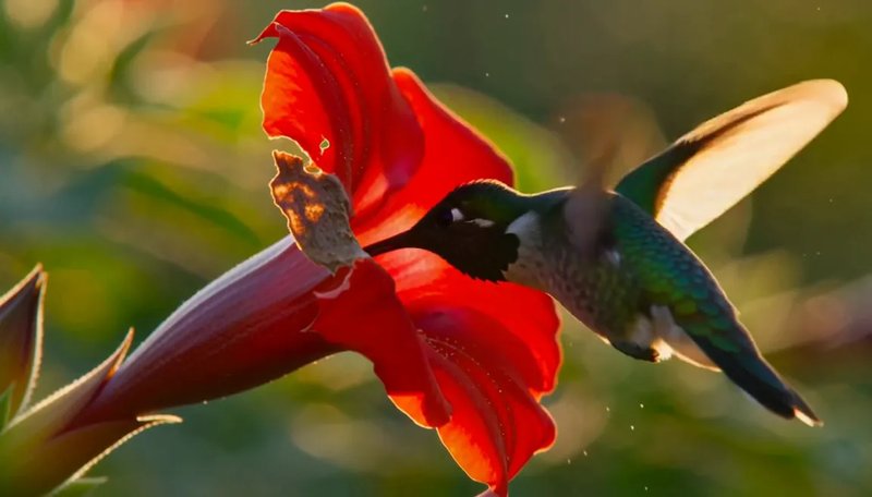 Slow-motion still: a hummingbird hovering at a red trumpet flower